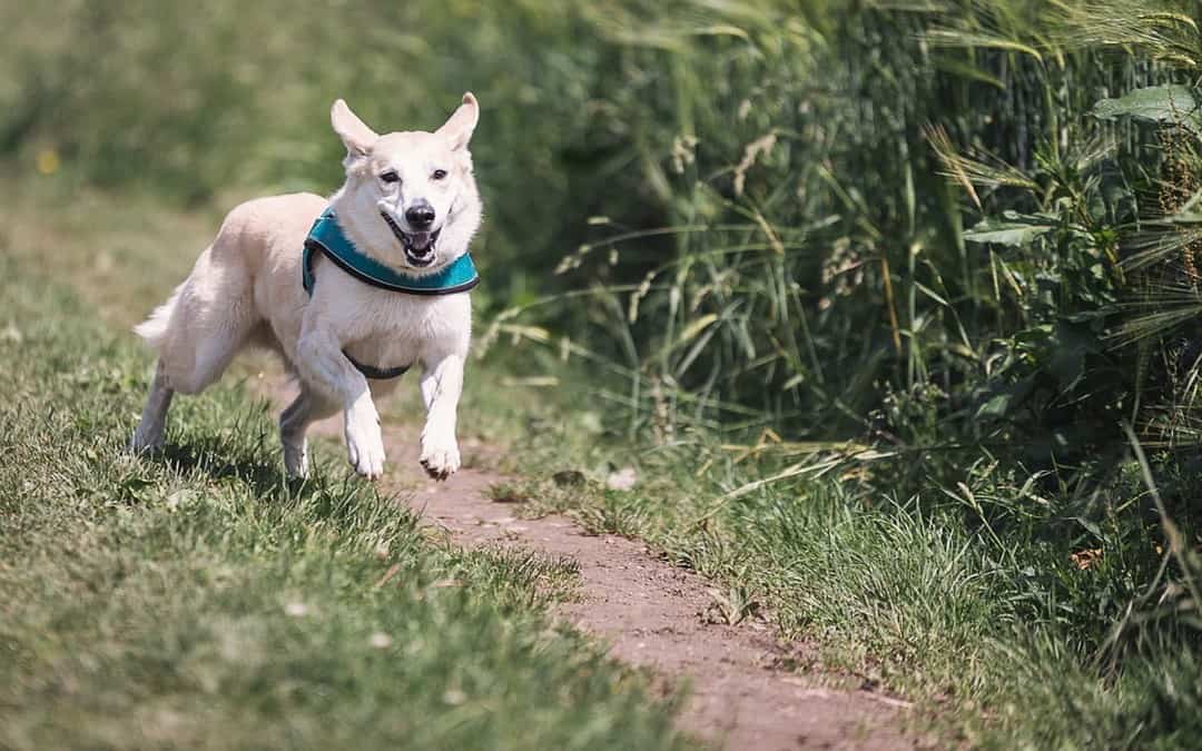 CBD For Dogs: What Do You Need To Know