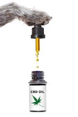 CBD For Dogs: What Do You Need To Know