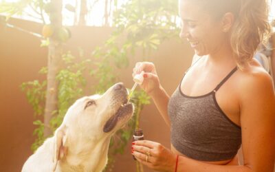 CBD Oil for Dogs and Pets – What’s Known