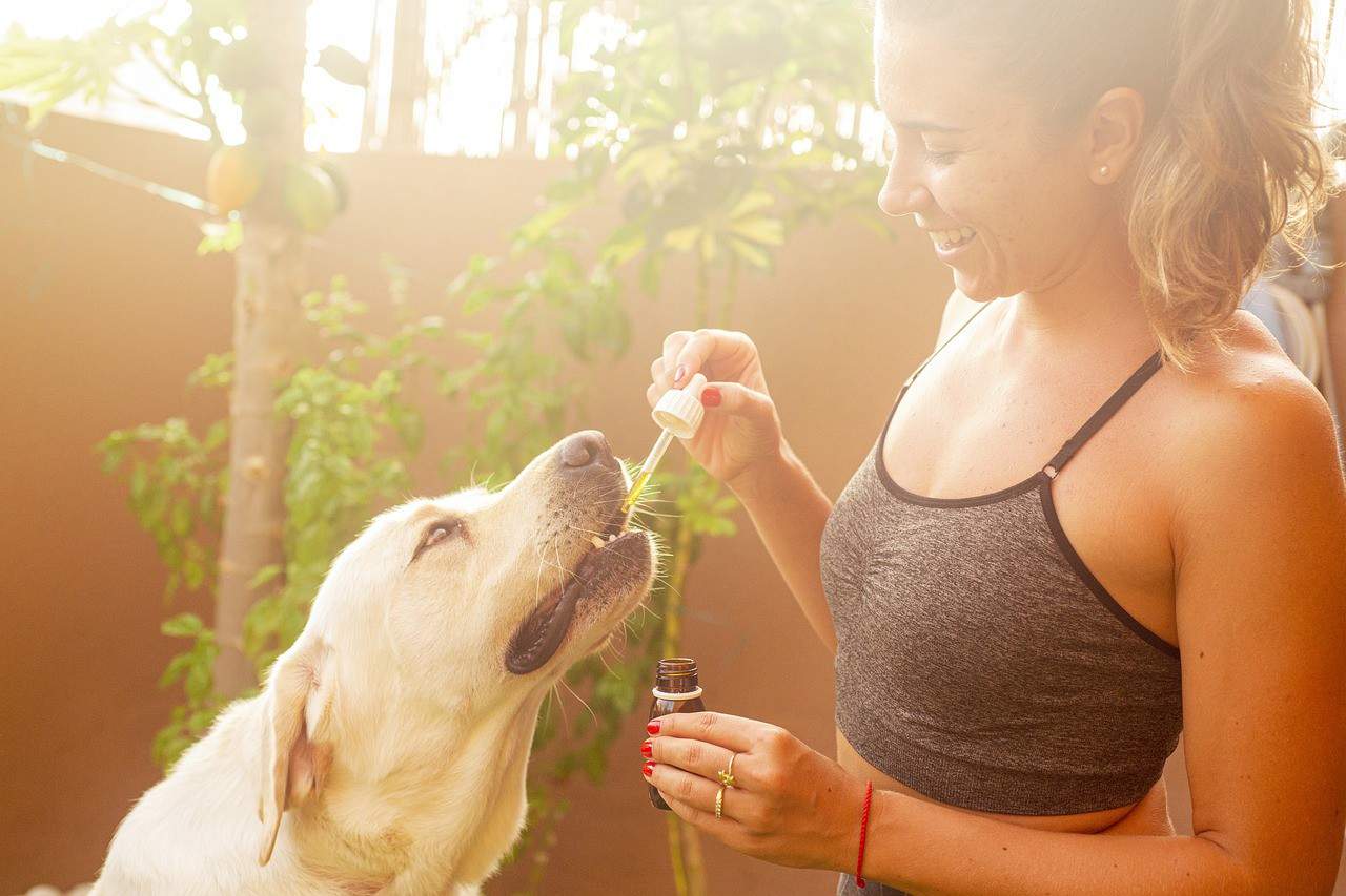CBD Oil for Dogs and Pets – What You Need To Know