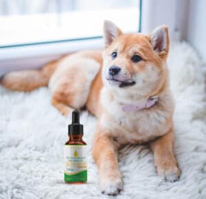 CBD for Dogs and other Pets: How It can Benefit our Furry Family Member