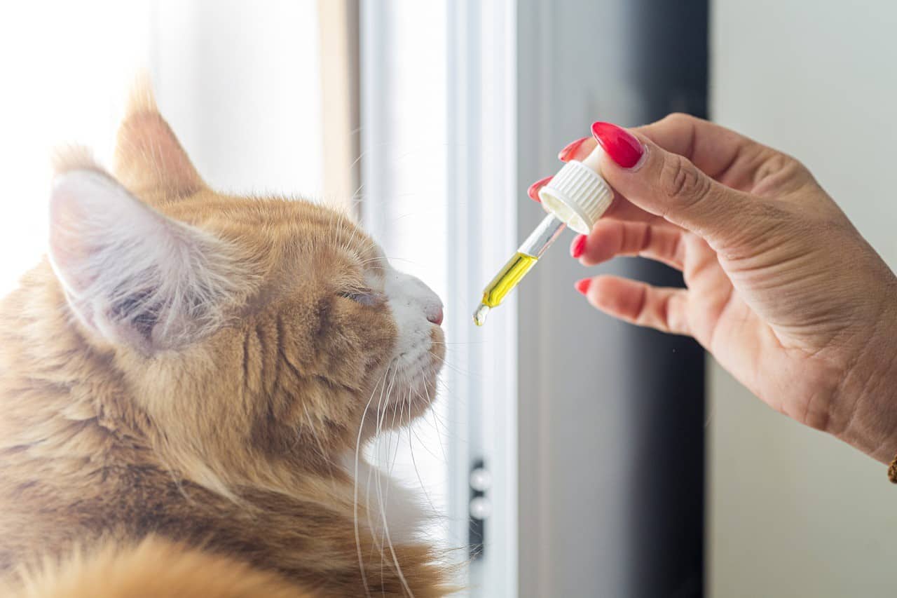 CBD Oil For Cats | Stacey CBD Oil Products
